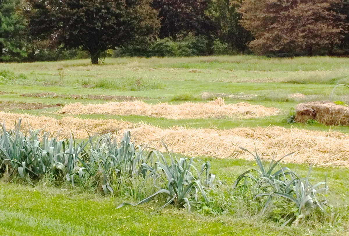 Winter straw mulch protecting container garlic from severe soil freeze-thaw cycles