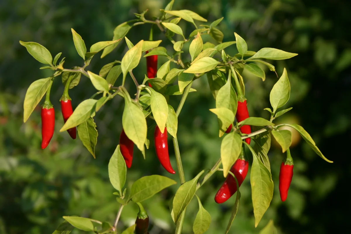 Pruned bushy perennial Thai chili pepper plant loaded with upright red and green peppers overwintering indoors