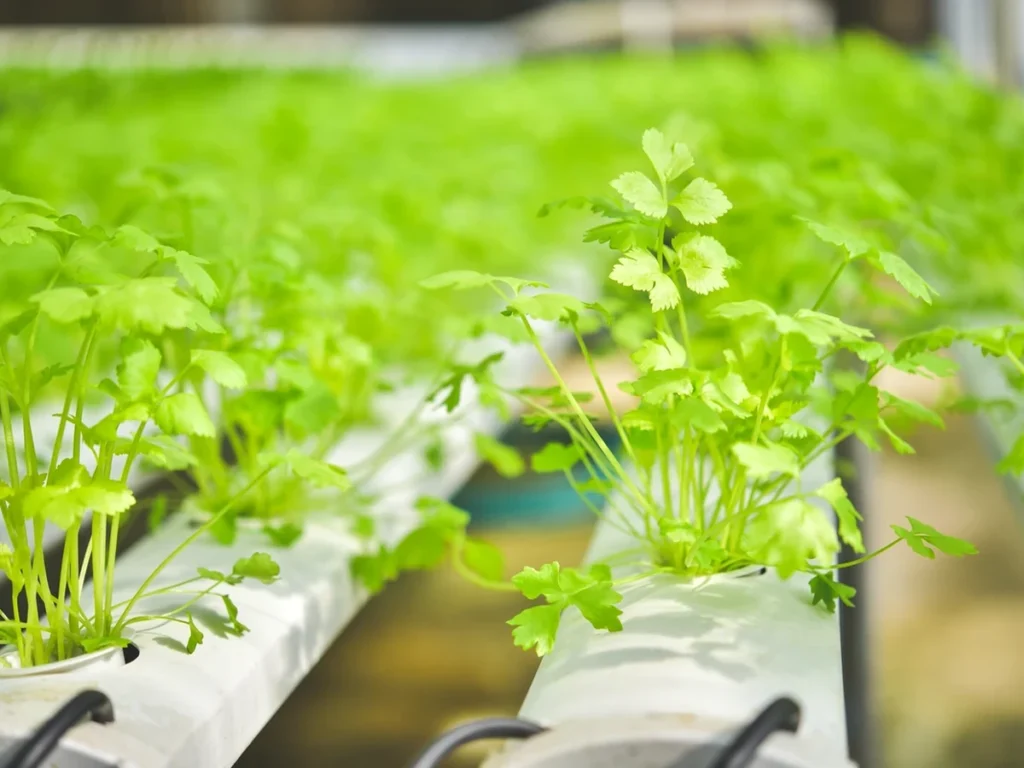 Indoor hydroponics system showing healthy leafy greens growing in nutrient channels