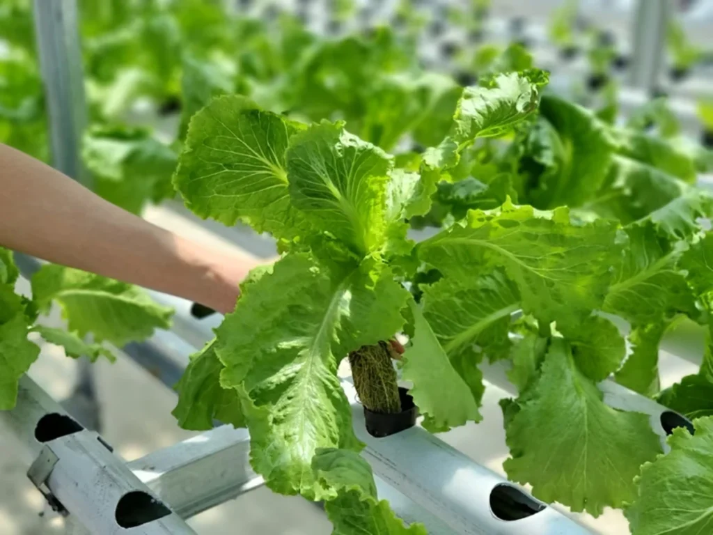 Hydroponic farmer inspecting healthy lettuce root system from NFT channel