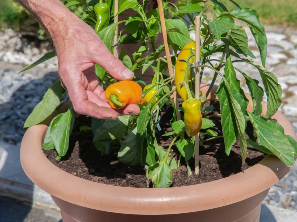 Container pepper plant growing in a pot with ripe peppers being harvested