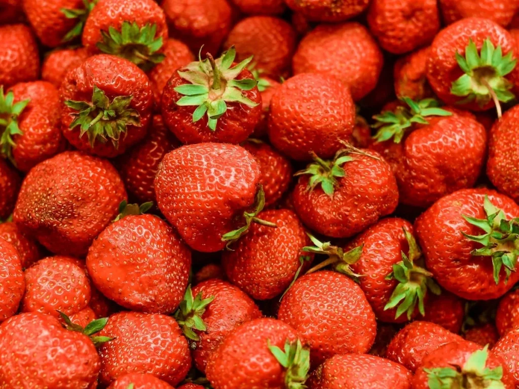 Juicy red strawberries hanging from an indoor hydroponic growing channel