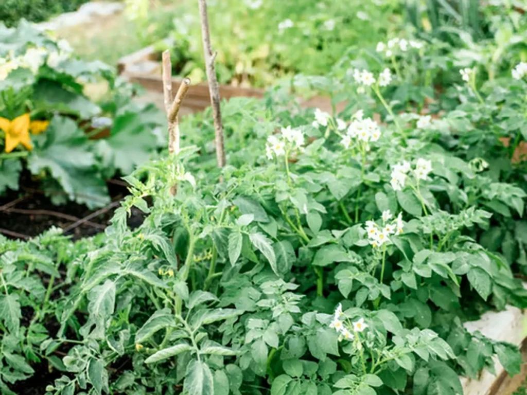 Abundant red and orange tomatoes growing in a raised garden bed