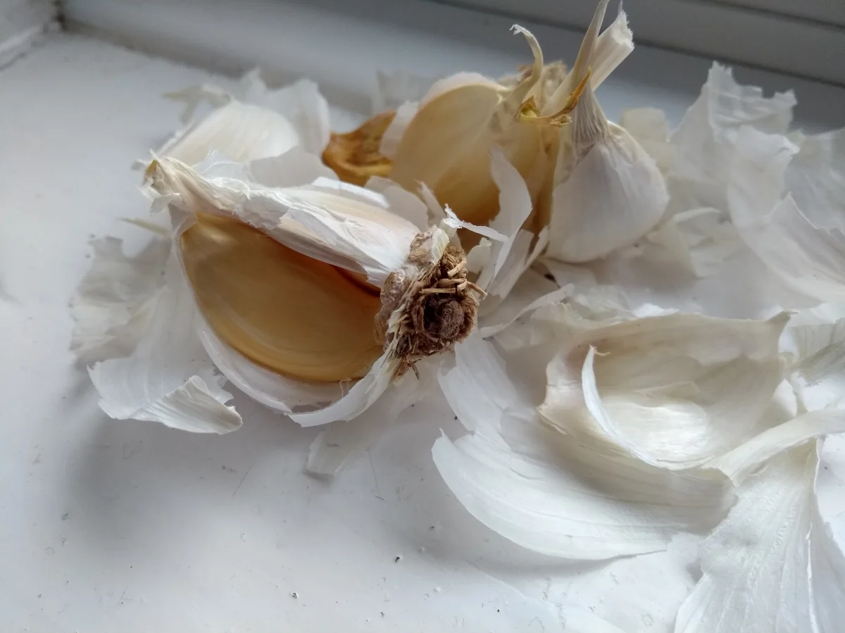 Planting individual unpeeled garlic cloves root-plate down and pointed tip up in container soil