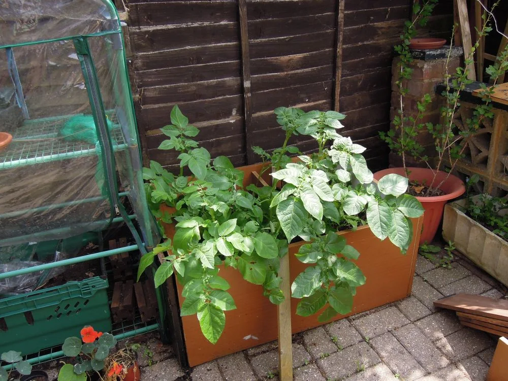 Potted container potatoes thriving outdoors in warm summer sunlight with proper drainage aeration