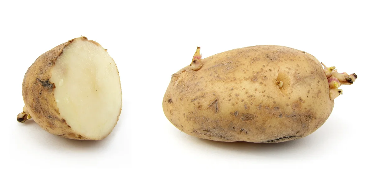Sprouted potato tuber showing elongated eyes caused by warm storage temperatures and ethylene gas exposure
