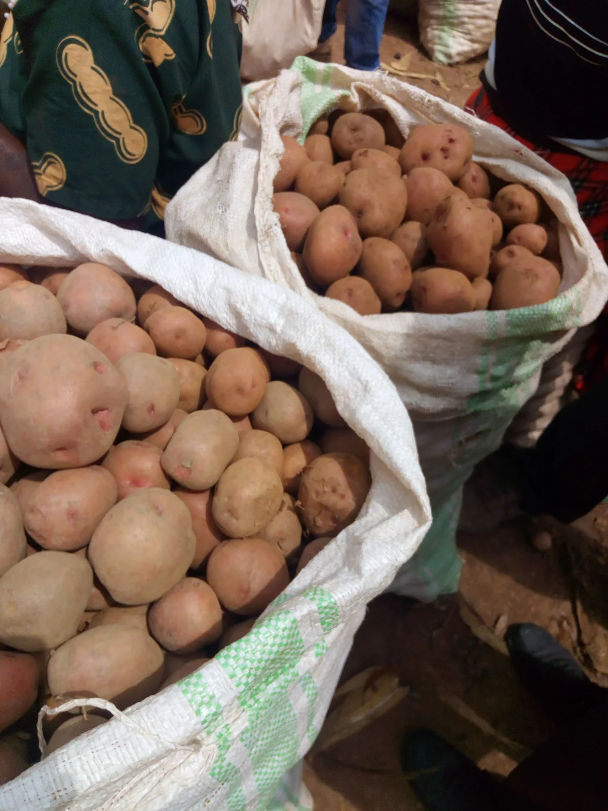 Earthy garden potatoes in breathable burlap sack containers showing porous fabric weave