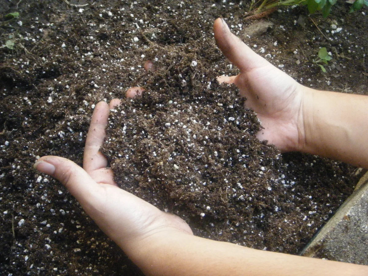 Hands blending well-aerated potting mix with perlite, compost, and organic amendments for container garlic