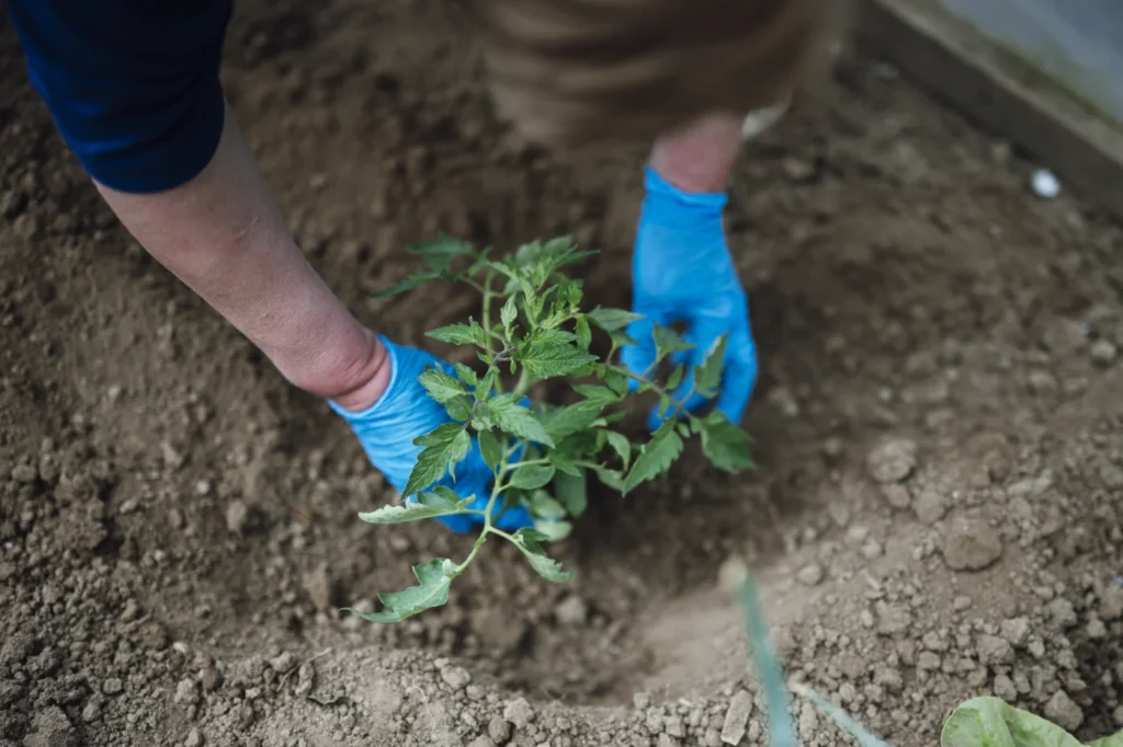 Gardener transplanting a healthy young tomato seedling into rich soil amended with organic nutrients