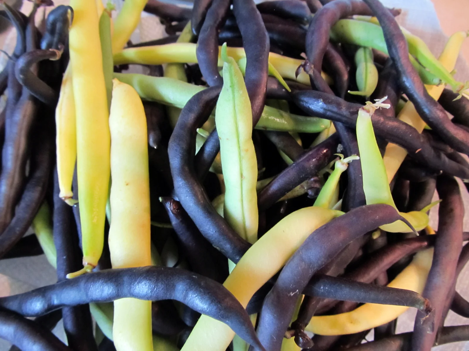 Visual culinary demonstration of purple snap beans illustrating the anthocyanin heat blanching transformation