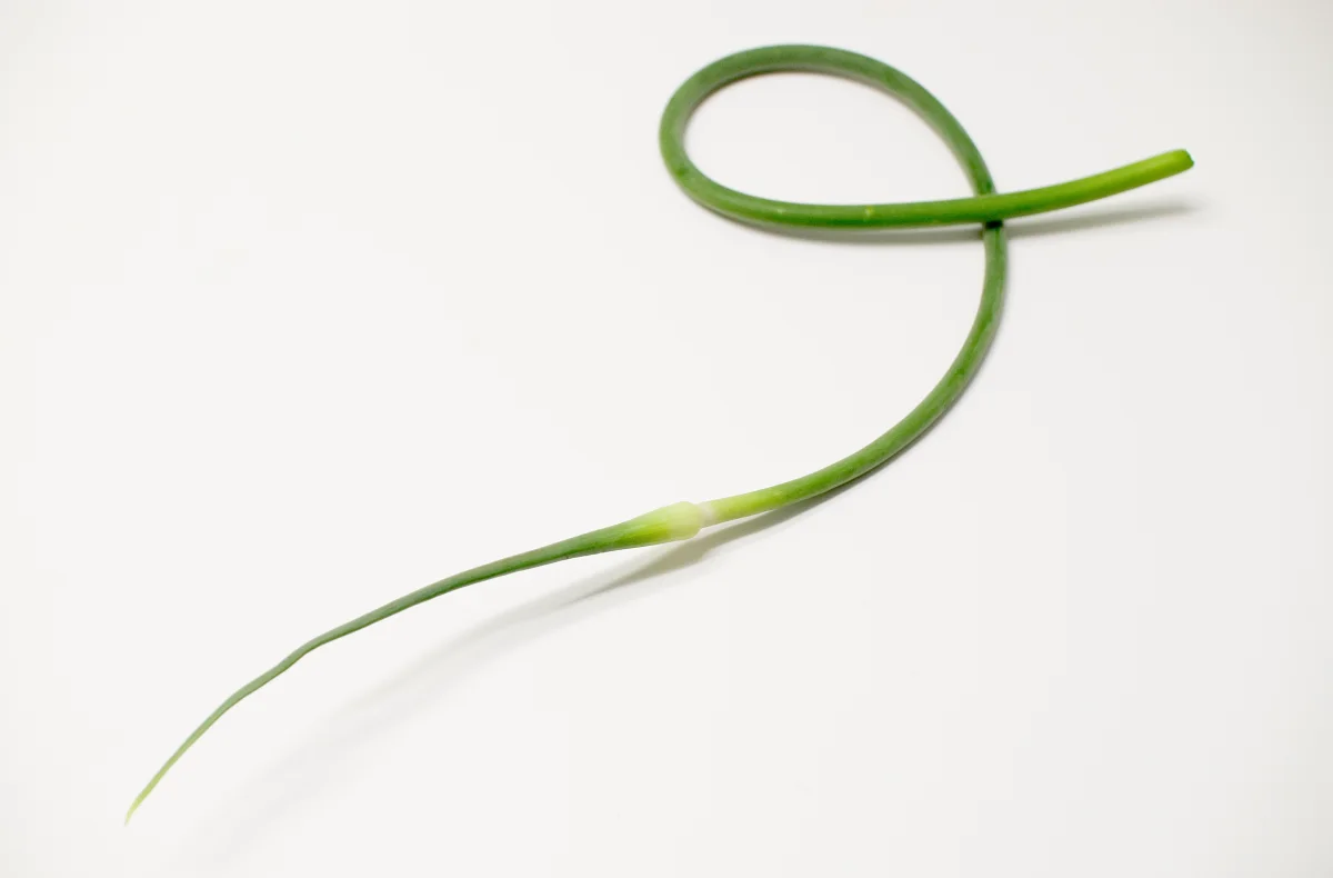 Curled green garlic scape forming a loop above foliage, ready to be cut for larger bulb yield