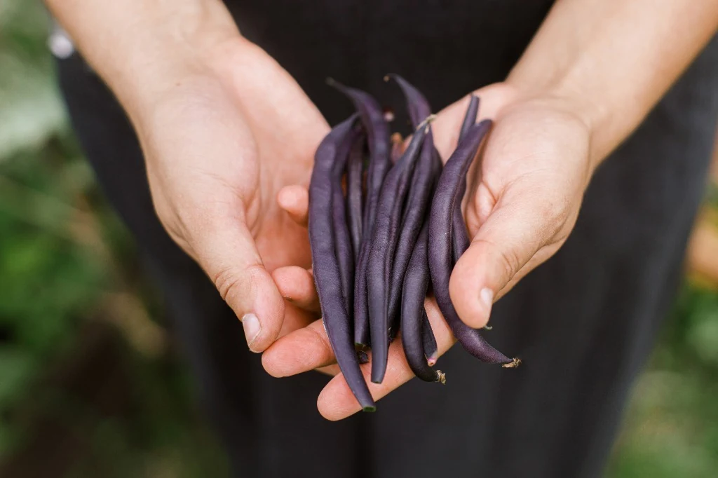 Gardener hands holding a fresh harvest of deep purple Royal Burgundy bush beans