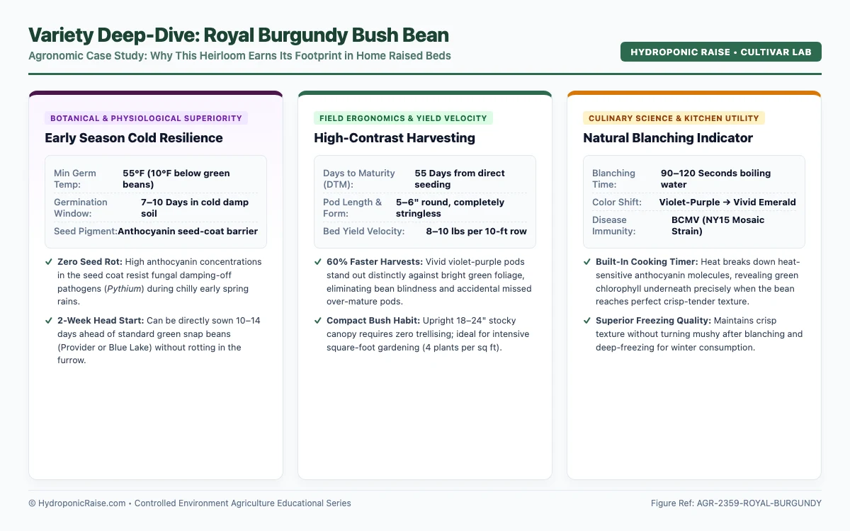 Royal Burgundy bush bean variety profile highlighting cool soil germination, high contrast purple pods, and blanching color shift