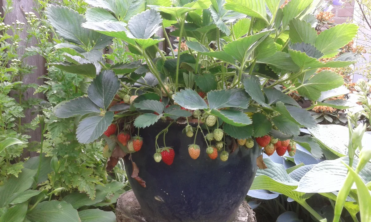 Potted strawberry plant showing precise soil level aligned with the central crown midpoint