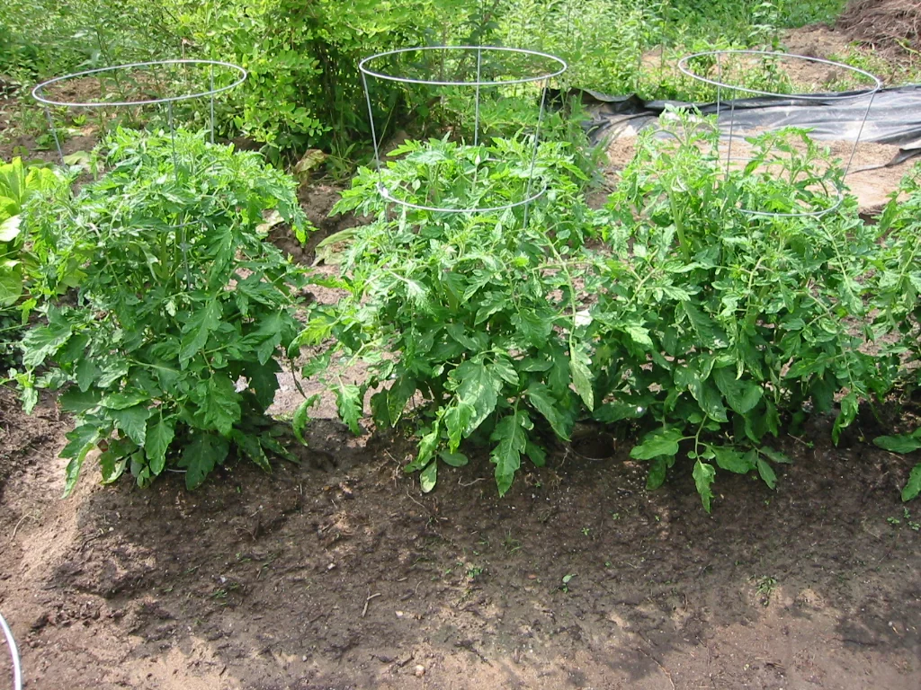 Tall indeterminate tomato vines trained vertically on sturdy garden staking and trellis support