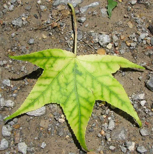 Horticultural diagnostic showing pepper leaf interveinal chlorosis from nutrient deficiency vs healthy green foliage