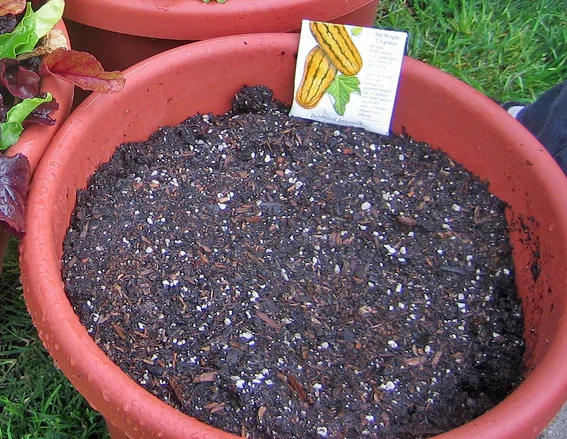 Well-aerated container potting soil mix blended with coarse perlite and organic granular bloom fertilizer for peppers