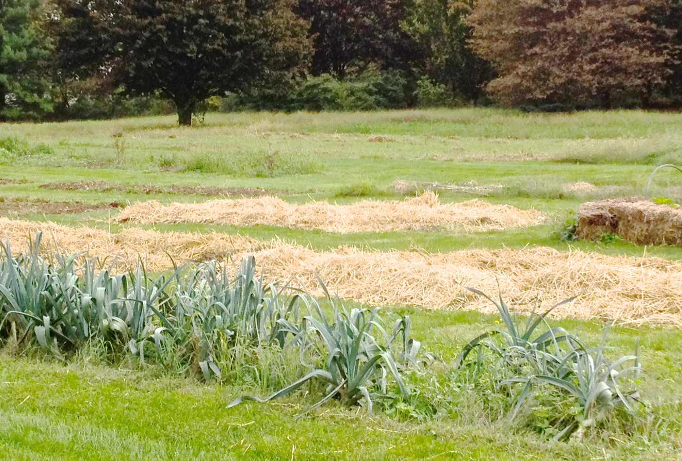 Thick protective layer of golden wheat straw mulch and irrigation lines around tomato plant root zones