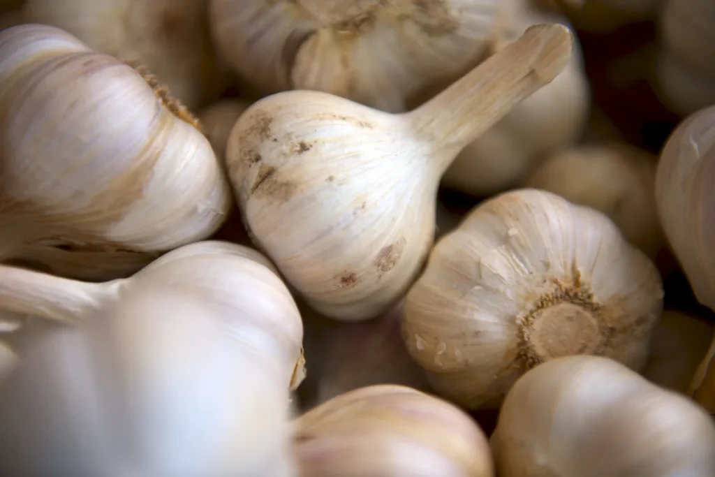 When to harvest garlic guide showing mature garlic bulbs with tight cloves and papery protective wrappers