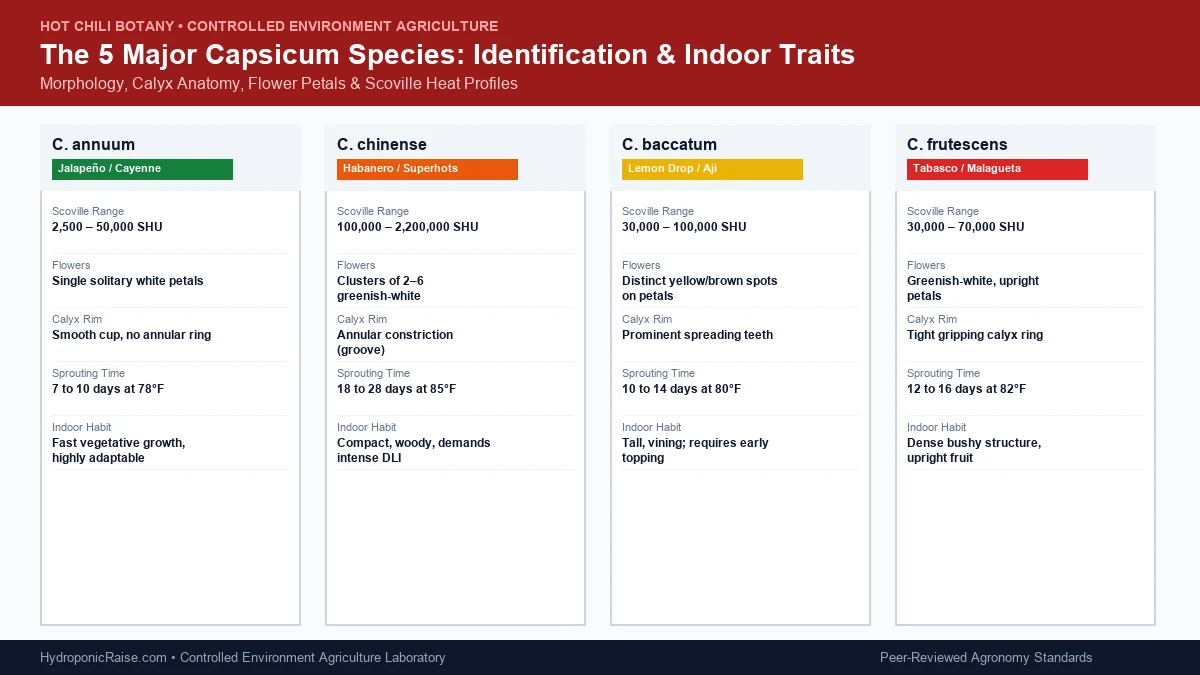 Growing hot peppers indoors: 5 major Capsicum species identification guide and Scoville heat comparison chart