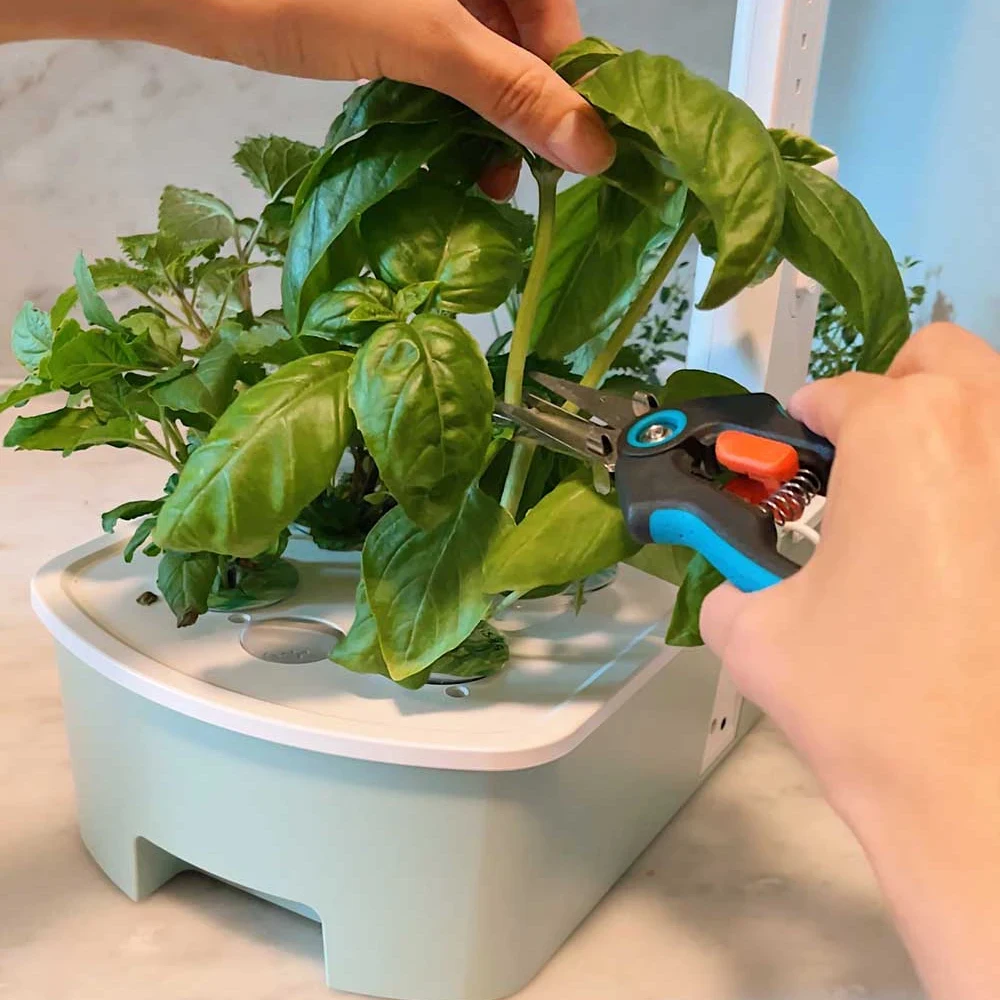 Hands pruning fresh culinary basil leaves above leaf node in an automated indoor hydroponic countertop herb garden