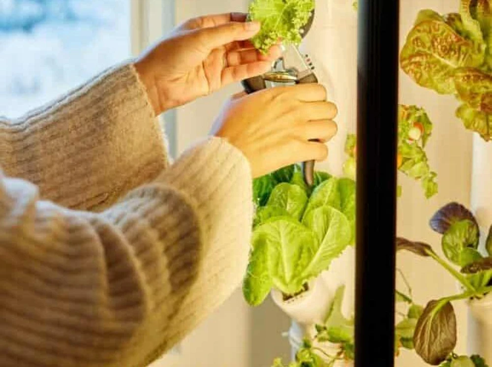 Real vertical indoor hydroponic garden tower in home living space with flourishing green herbs and automated LED light columns